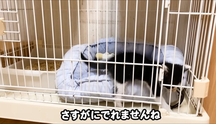 ケージから抜け出そうとする子猫