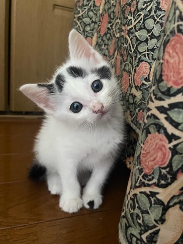 首を傾げる子猫