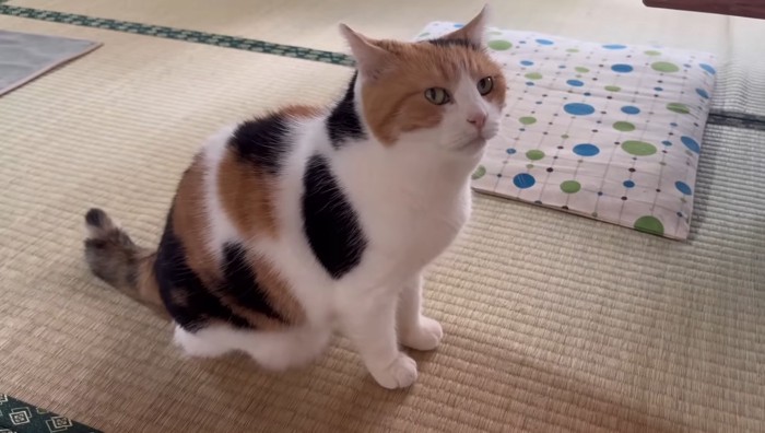 座るミケちゃん