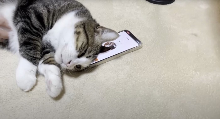 猫とスマホ