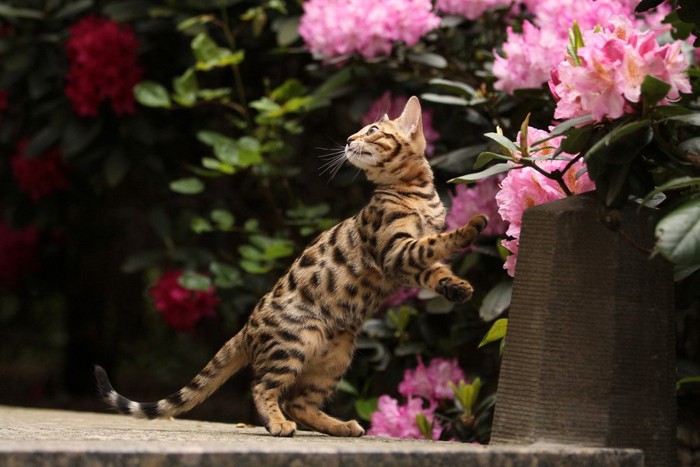 シャクナゲと猫