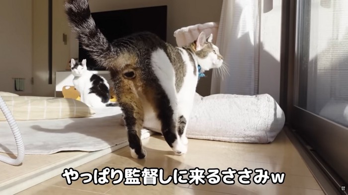 テロップ「やっぱり監督しに～」