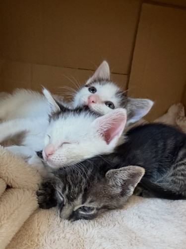 寄り添って寝る子猫たち