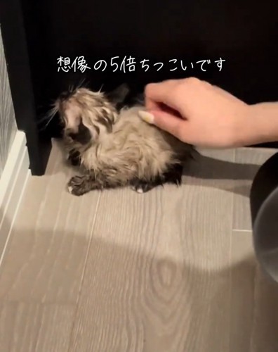 ドライヤーから逃げる子猫