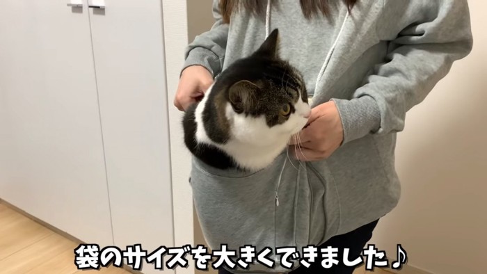 パーカーのポケットのに入る立ち耳の猫