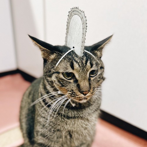 かぶりものを身につけている猫