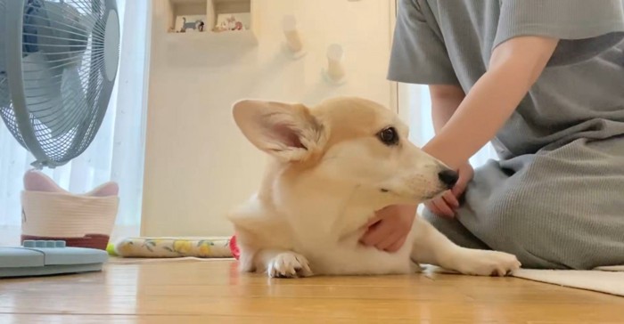 なでられている犬