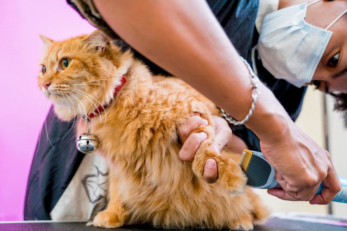 男性トリマーにトリミングされる猫