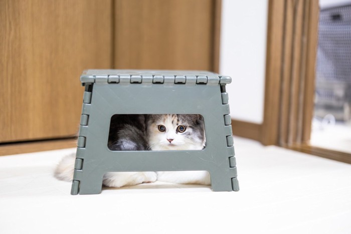 折り畳み椅子の下に隠れる猫