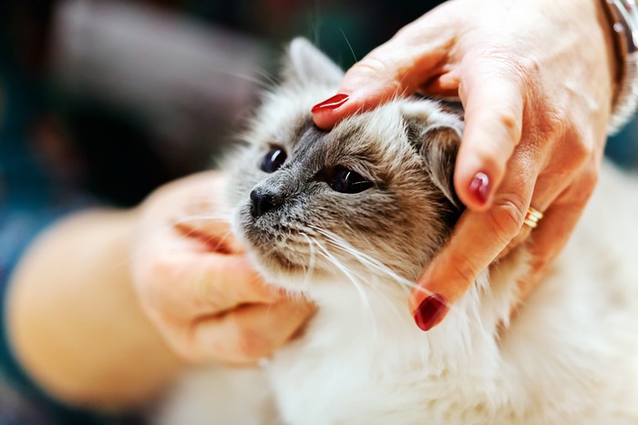 女性に頭を触られる猫