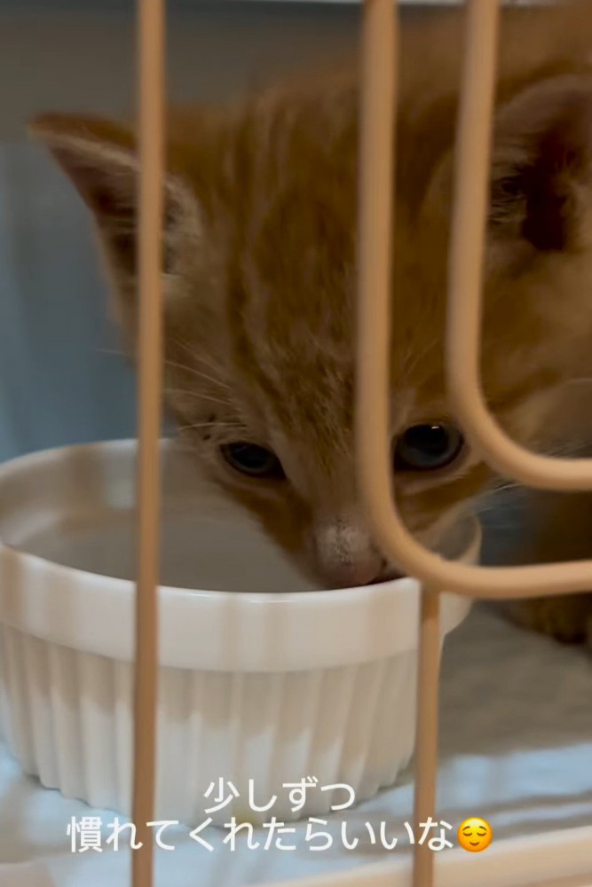 水を飲む子猫