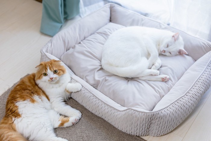 猫用ベッドの中と外で寝る2匹の猫