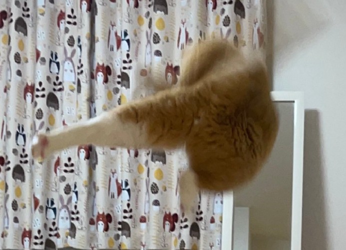 足蹴りする猫