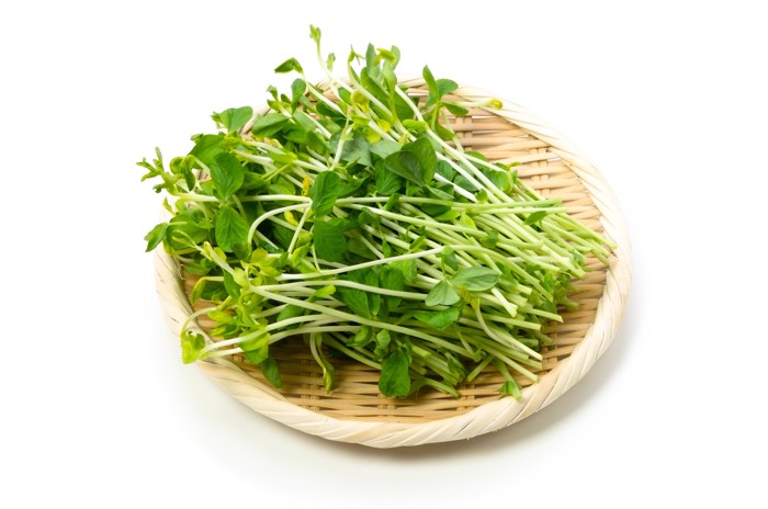 ざるの上にのせられた豆苗