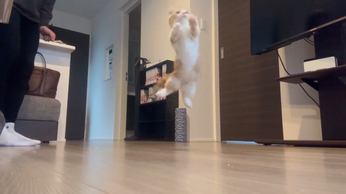 ジャンプする猫