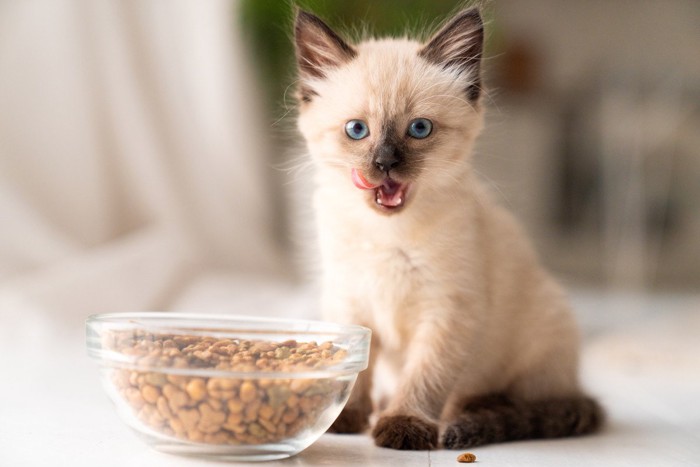 ウェットフードを食べる2匹の子猫