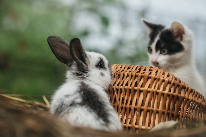 猫とウサギ