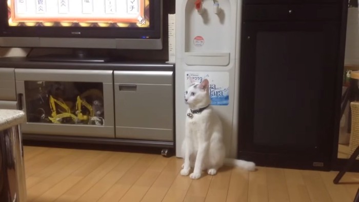 おすわりする猫