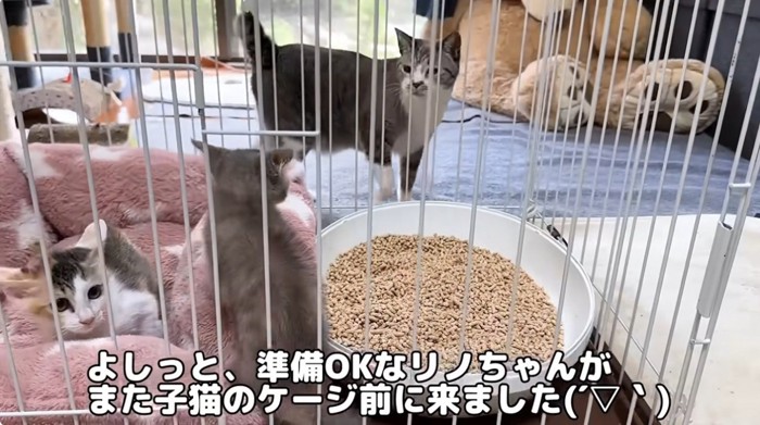 ケージの中の威嚇をする子猫を見ている大人猫