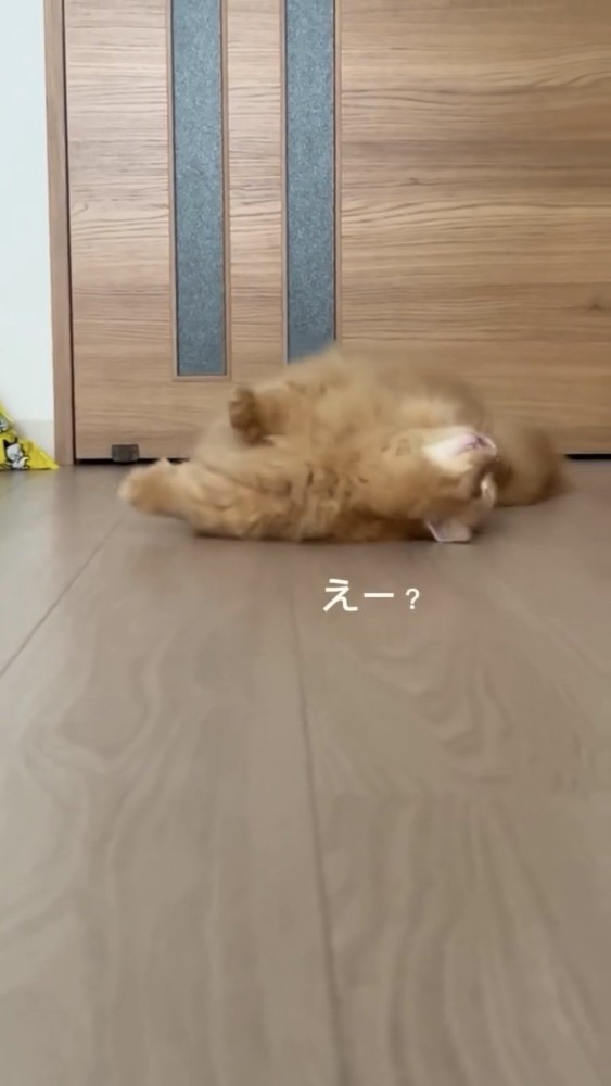 床の上を転がる猫