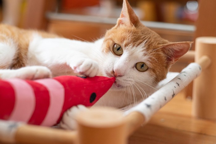 けりぐるみで遊ぶ猫