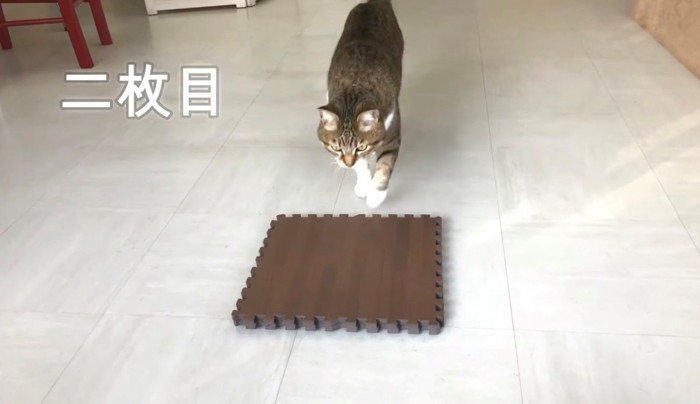 2枚目に近寄るウラちゃん