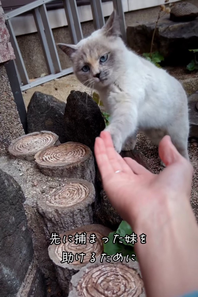 人の手に触る猫