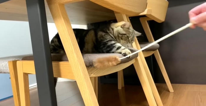 必死で猫じゃらしを捕まえようとする猫