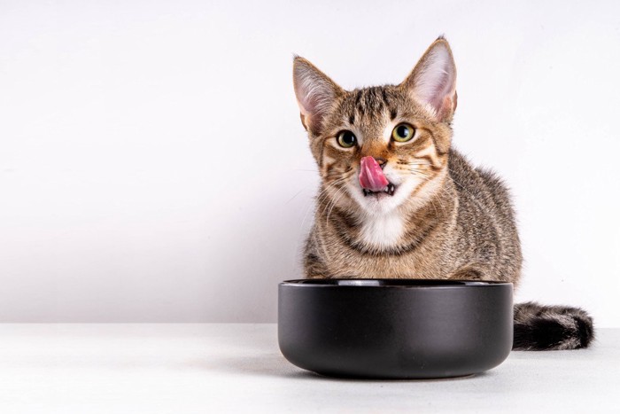 お皿を前に舌なめずりをする猫
