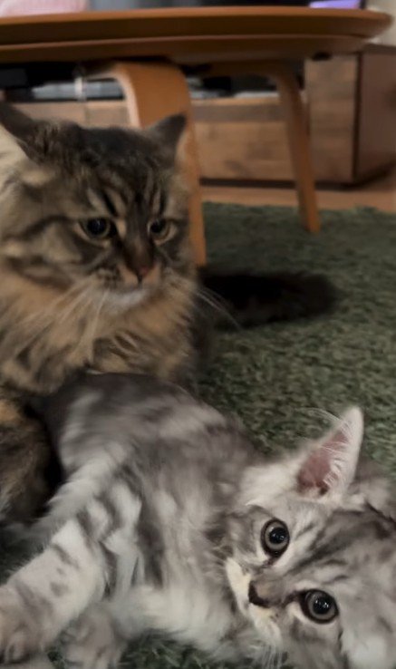 猫から逃げる子猫
