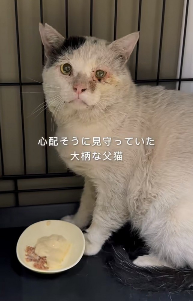 ケージ内で座る猫