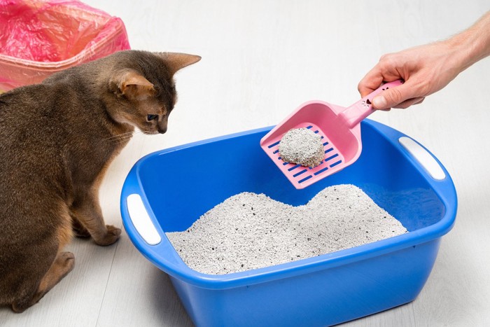 掃除中の猫トイレを見つめる猫