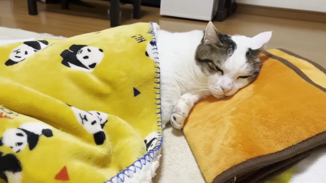 ブランケットをかけて寝る猫