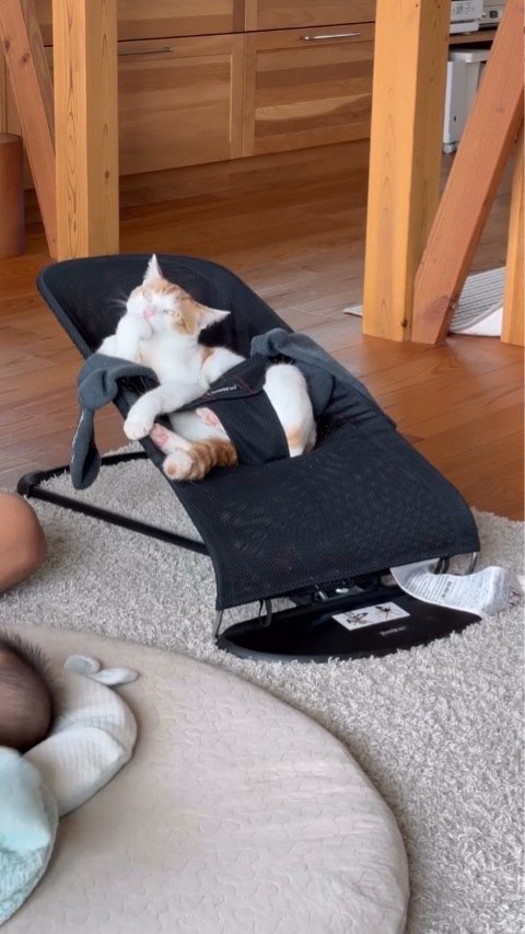 バウンサーに乗る猫