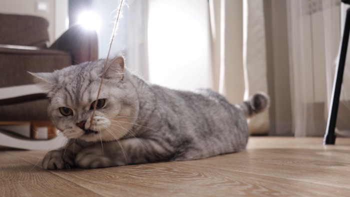 紐をかじる猫