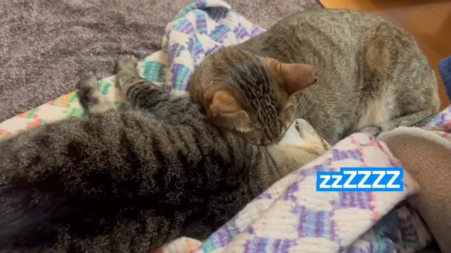 寄り添う2匹の猫