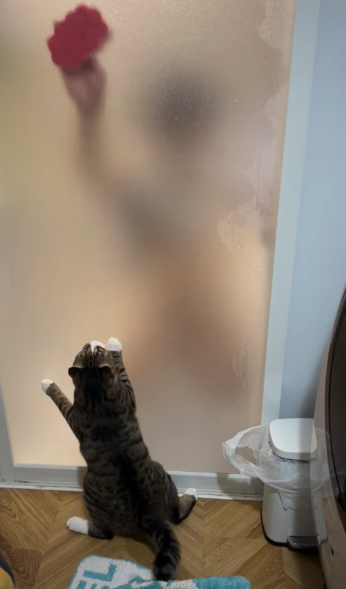 ドア越しに見えるスポンジを見上げて両前足をドアにつけている猫