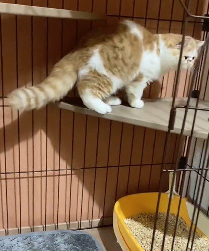 後ろを振り返る猫