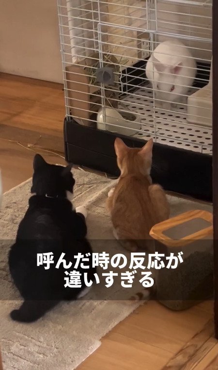 仲良くうさぎをみる猫たち