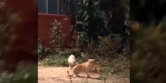 屋外に数匹の猫