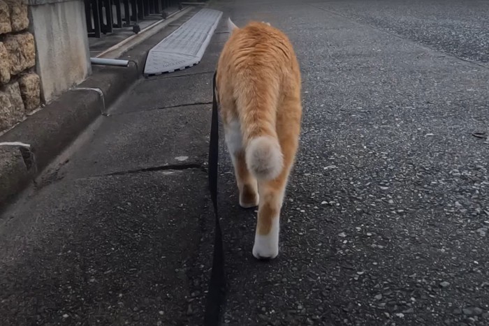 散歩中の猫