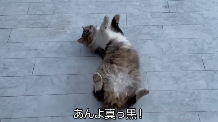 仰向けの猫