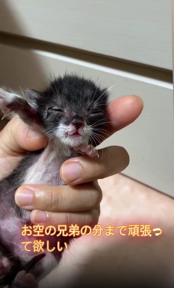 手の中の子猫