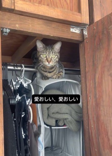 クローゼットの中にいるねこ