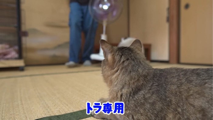 扇風機の前にいる猫