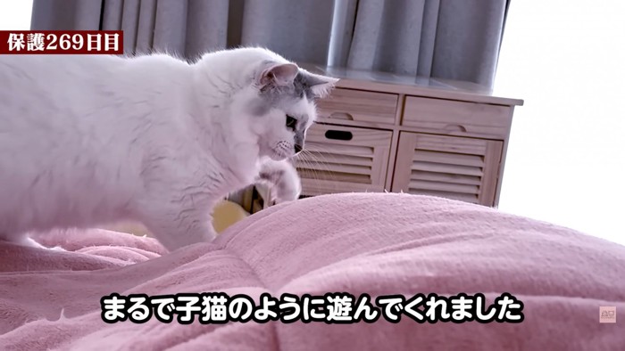 テロップ「まるで子猫～」