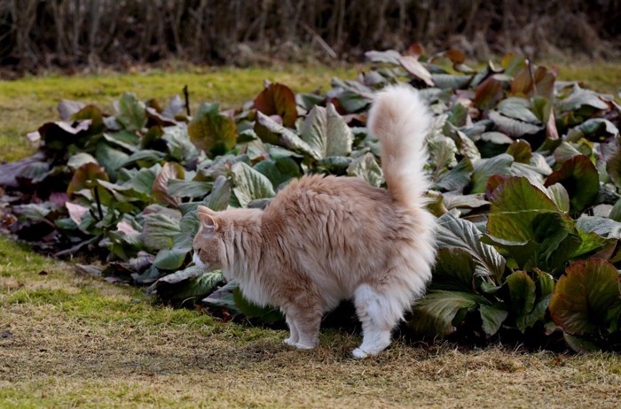 立っておしっこをする猫