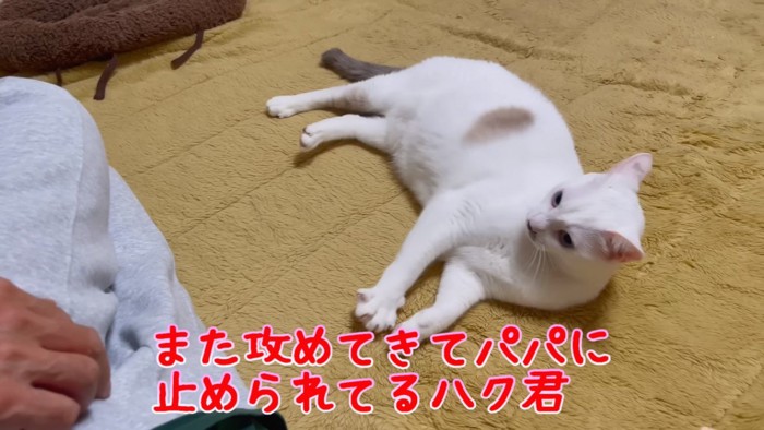 イカ耳で横になる猫