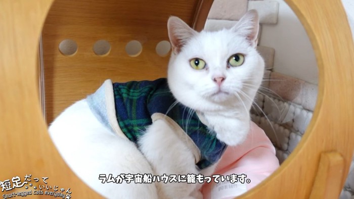 座っている服を着た猫