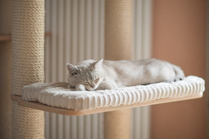 キャットタワーの上で眠っているバーミラ